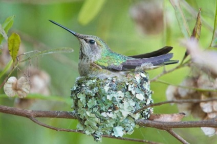 Hummingbird este cea mai mică pasăre din lume