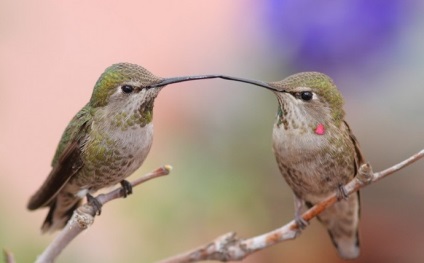 Hummingbird este cea mai mică pasăre din lume