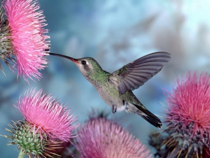 Hummingbird este cea mai mică pasăre din lume
