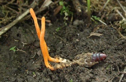 Cordyceps militar - prădător de ciuperci cu proprietăți de vindecare