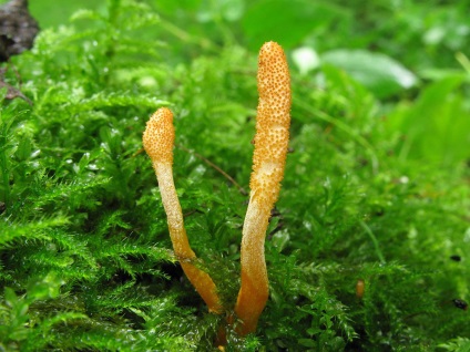 Cordyceps militar - prădător de ciuperci cu proprietăți de vindecare