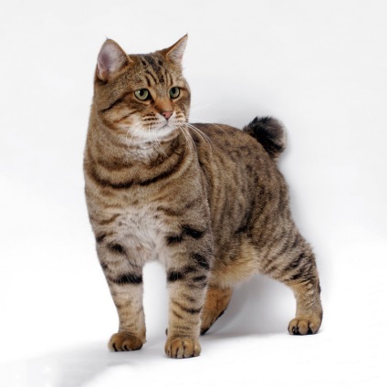 bobtail macska fotók, macska fajta Kuril Bobtail - leírása és jellemzői