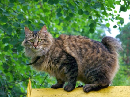 bobtail macska fotók, macska fajta Kuril Bobtail - leírása és jellemzői