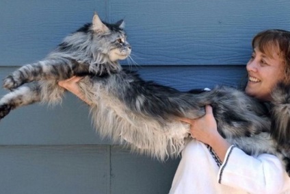 Котки на Гинес е най-пухкавите е намерен в Урал - Общество