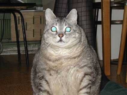 Котки на Гинес е най-пухкавите е намерен в Урал - Общество
