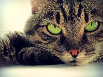 Macskák ragadta meg a világ! Három legnagyobb bizonyíték), az enciklopédia tények