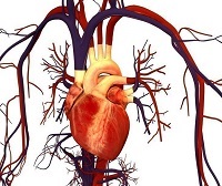 Circulația sanguină a inimii și structura inimii umane