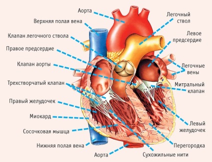 Circulația sanguină a inimii și structura inimii umane