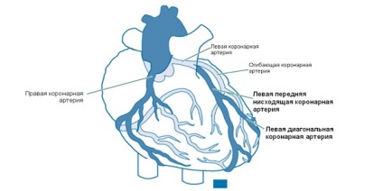 Sursa de sânge pentru inima principiului de lucru