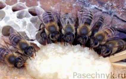 Pansamente medicale pentru albine și variantele acestora