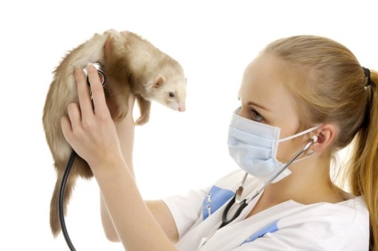 Tratamentul dihorilor, diagnosticarea, tratamentul profesional al bolilor dihorilor de către medicii veterinari ai clinicii