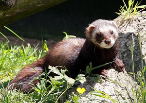 Tratamentul cu ferret, specificitatea dihorilor