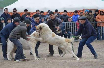 Luptele legale ale lupilor din Kazahstan