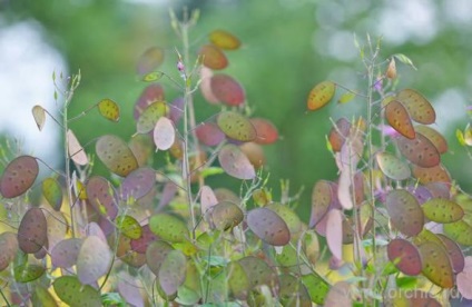 Lunik plantare și îngrijire, cultivare, reproducere, descriere, fotografie