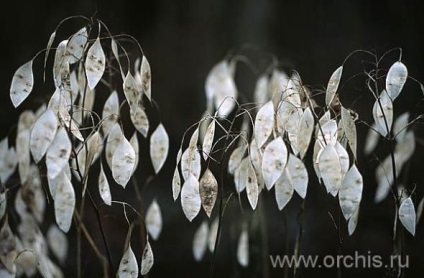 Lunik plantare și îngrijire, cultivare, reproducere, descriere, fotografie