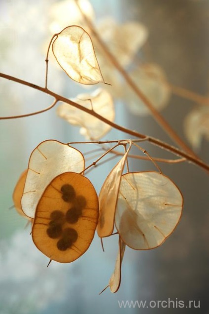 Lunik plantare și îngrijire, cultivare, reproducere, descriere, fotografie