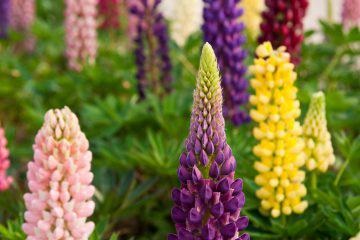 Lupin plantare și îngrijire în teren deschis, atunci când plantate