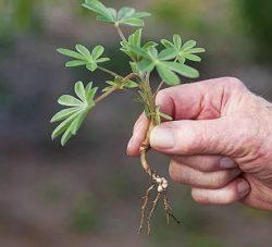 Lupin plantare și îngrijire în teren deschis, atunci când plantate