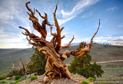 Methuselah - cel mai vechi copac viu din lume - un blog turistic irina_shustrova