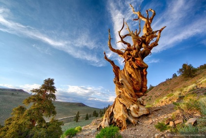 Methuselah - cel mai vechi copac viu din lume - un blog turistic irina_shustrova