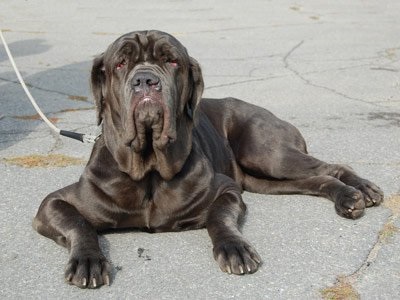 Mastino Poleetano, rase de câini, animale și rase