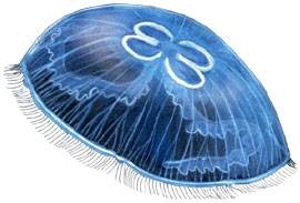 Medusa vulgaris, aurelia aurita (aurelia aurita), descrierea biologiei