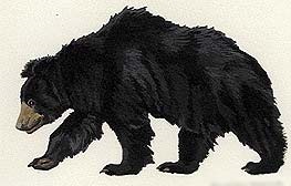 Bear-burete, ursul anteater (melursus ursinus), descrierea zonei dimensiunii dimensiunii culorii buretelui