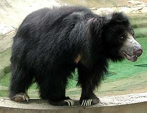 Bear-burete, ursul anteater (melursus ursinus), descrierea zonei dimensiunii dimensiunii culorii buretelui