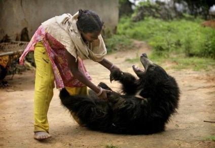 Bear-gubachev - un animal cu aspect neobișnuit și obiceiuri ciudate