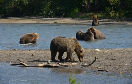Bear Paradise pe Kamchatka
