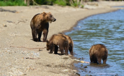 Bear Paradise pe Kamchatka