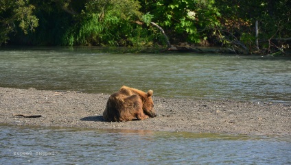 Bear Paradise pe Kamchatka