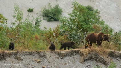 Bear Paradise pe Kamchatka