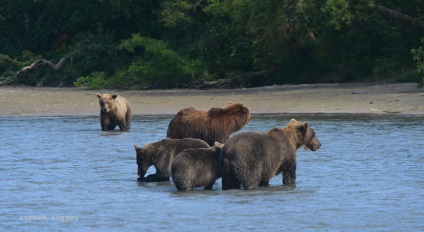 Bear Paradise pe Kamchatka