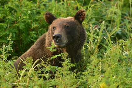 Bear Paradise pe Kamchatka