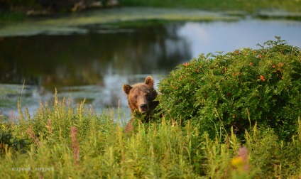 Bear Paradise pe Kamchatka