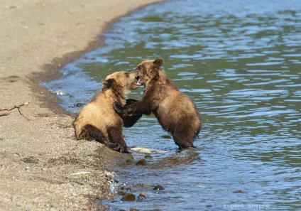 Bear Paradise pe Kamchatka