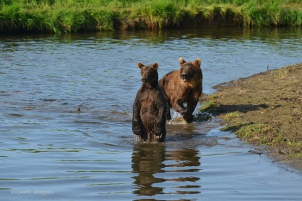 Bear Paradise pe Kamchatka