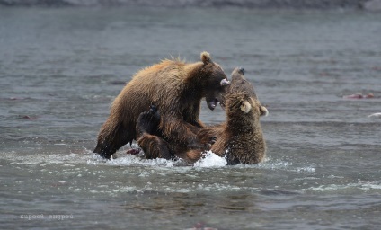 Bear Paradise pe Kamchatka