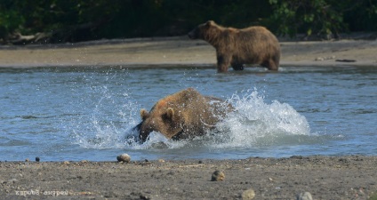 Bear Paradise pe Kamchatka