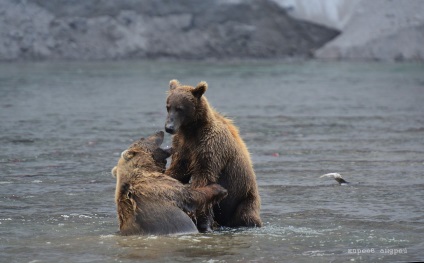 Bear Paradise pe Kamchatka