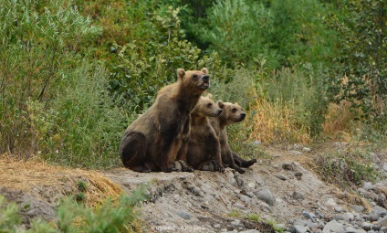 Bear Heaven on Kamcsatka