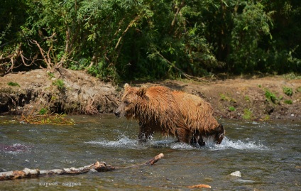 Bear Paradise pe Kamchatka