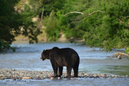 Bear Paradise pe Kamchatka