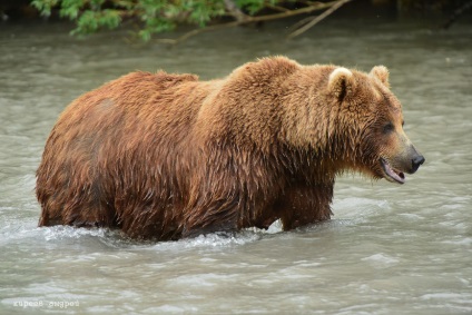 Bear Paradise pe Kamchatka