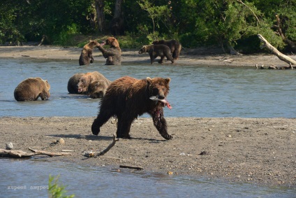 Bear Paradise pe Kamchatka