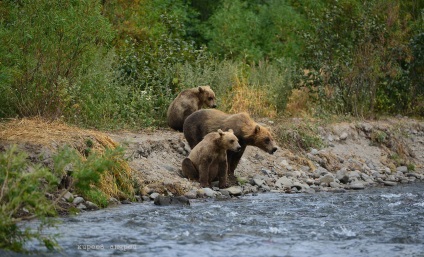 Bear Paradise pe Kamchatka