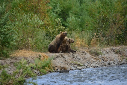 Bear Paradise pe Kamchatka