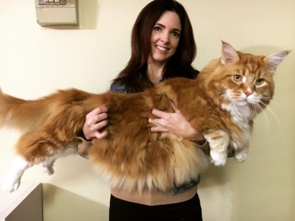 Maine-kun lungime de 120 de centimetri este gata să intre în cartea de Guinness înregistrări