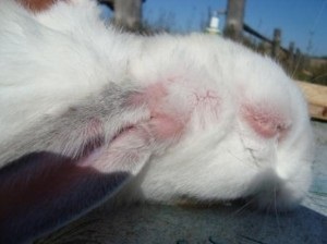 Rabbit Mikksomatosis